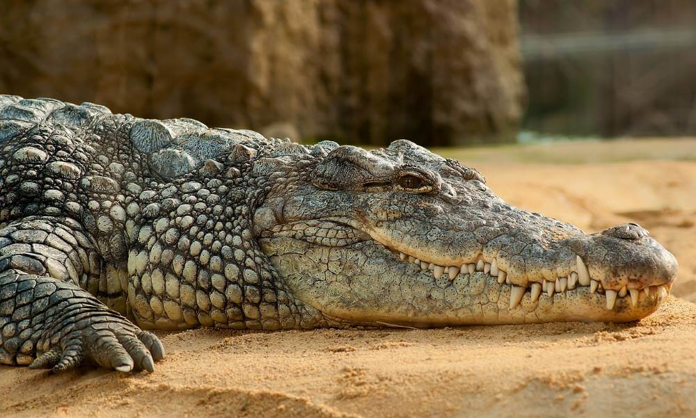 Krokodyle skóry w paczkach z odzieżą używaną