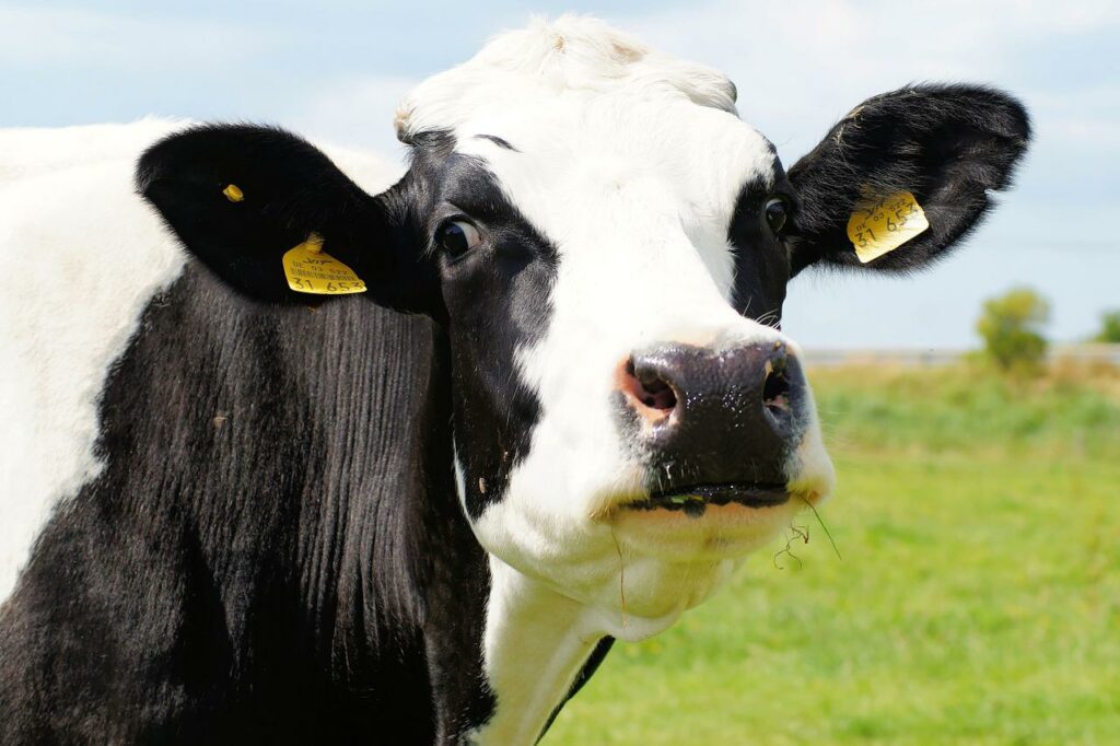 Dlaczego uważa się, że mleko krowie jest szkodliwe?